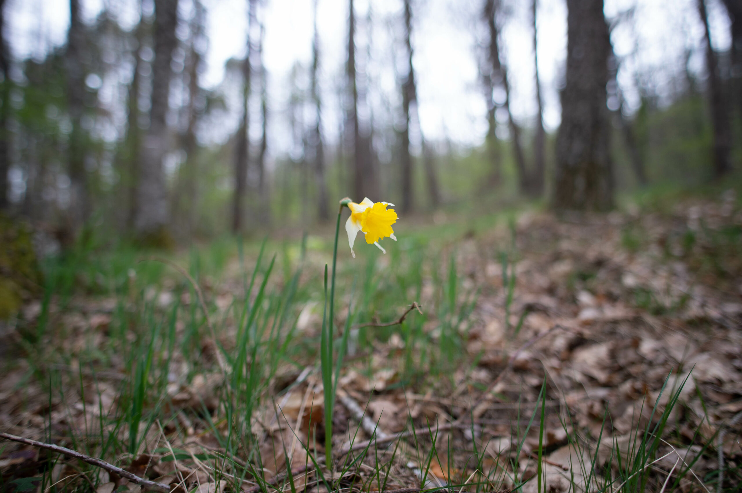 Field trip – Conference Artificial Intelligence and Ecosystems M