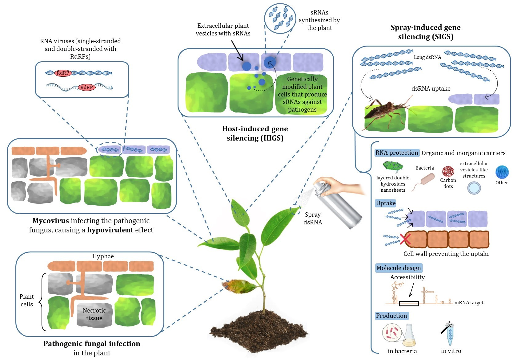 Firma Esquema del trabajo del proyecto MSCA en el que se buscan herramientas basadas en ARNi para la protección de plantas