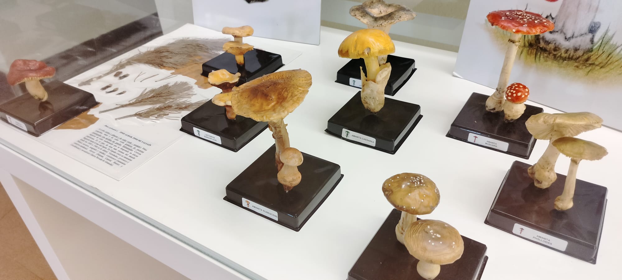 WhatsApp Image 2023-10-16 at 13.11.42